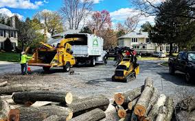 Best Tree Trimming and Pruning  in Carson City, MI