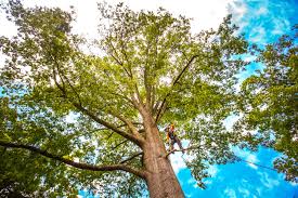 Best Hazardous Tree Removal  in Carson City, MI