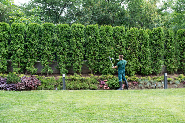 Best Tree Trimming and Pruning  in Carson City, MI